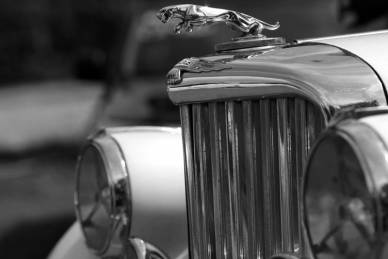 Bild: Jaguar_135mm-f4.5